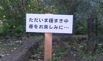 090408yukatanemaki.jpg
