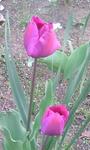 090408yukaturip.jpg