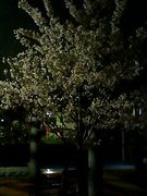 100408_sakurasakukusa1.jpg