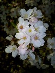 100408_sakurasakukusa2.jpg
