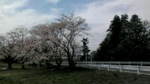 20100403110723.jpg