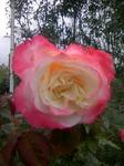flower ba1 yuka.jpg