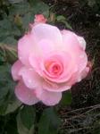 flower ba3 yuka.jpg