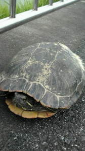 20110727091652.jpg
